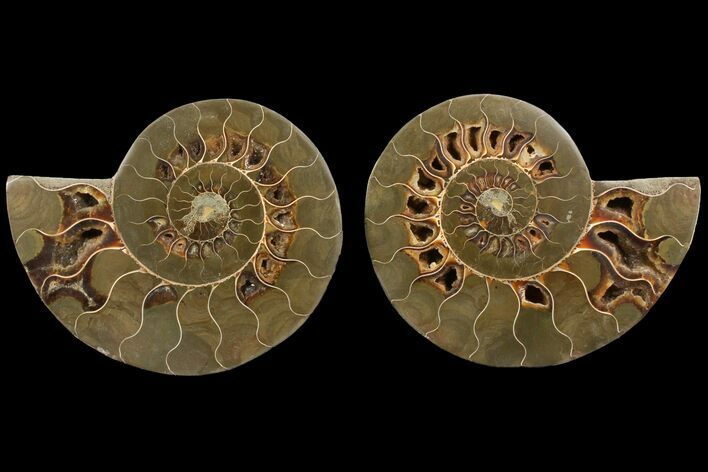 Bargain, Agatized Ammonite Fossil - Madagascar #111527